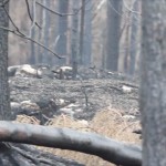 Död i skogsbranden identifierad