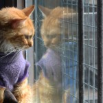 Hade elva katter – trots djurförbud